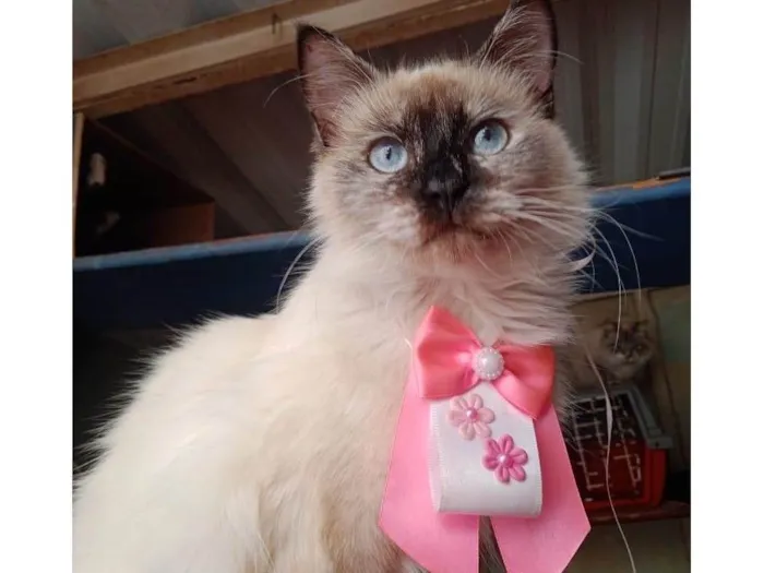 Gato ra a Siamês idade 7 a 11 meses nome Sol