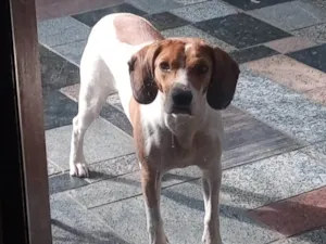 Cachorro raça SRD-ViraLata idade 4 anos nome Cacau