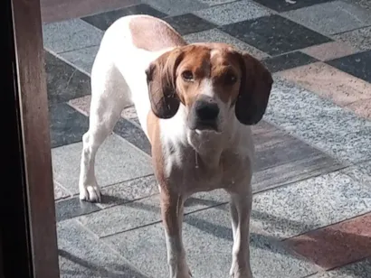Cachorro raça SRD-ViraLata idade 4 anos nome Cacau