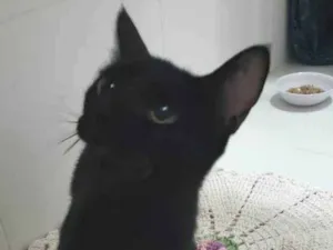 Gato raça SRD-ViraLata idade 1 ano nome Núbia