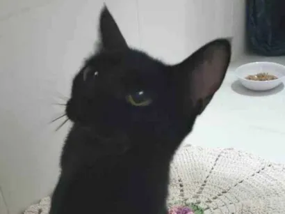 Gato raça SRD-ViraLata idade 1 ano nome Núbia