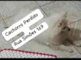 SPITZ BRANCO RESGATADO, PROCURA-SE O DONO!!