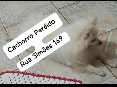 Cachorro raça SRD-ViraLata idade 1 ano nome SPITZ BRANCO RESGATADO, PROCURA-SE O DONO!!