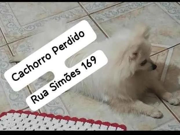 Cachorro ra a SRD-ViraLata idade 1 ano nome SPITZ BRANCO RESGATADO, PROCURA-SE O DONO!!