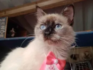 Gato raça Siamês idade 7 a 11 meses nome Sol