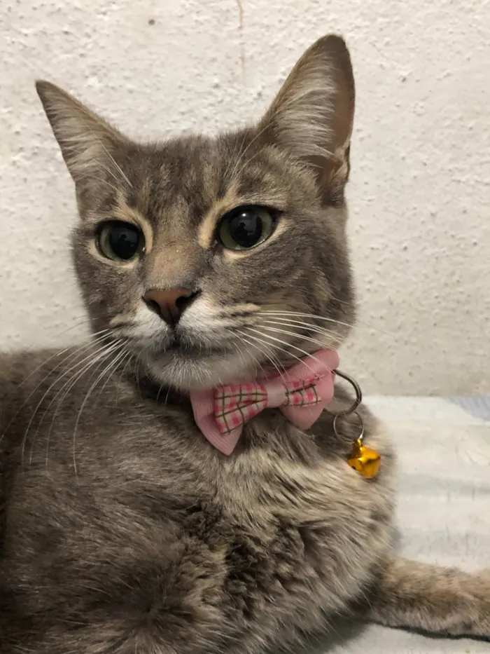 Gato ra a SRD-ViraLata idade 1 ano nome Bernadete