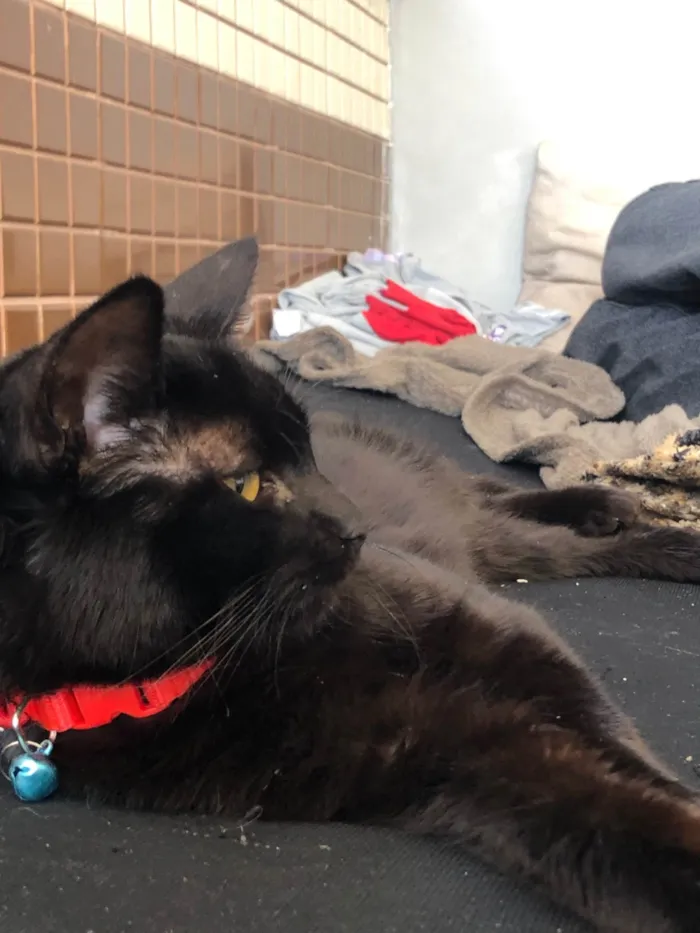 Gato ra a SRD-ViraLata idade 7 a 11 meses nome Penny