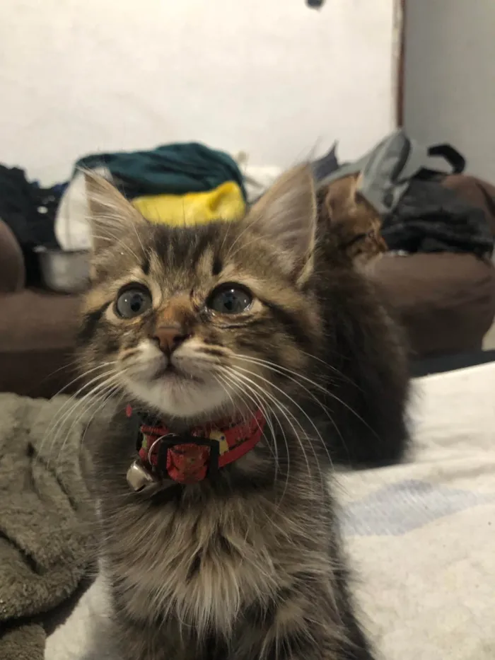 Gato ra a SRD-ViraLata idade 2 a 6 meses nome Rufino