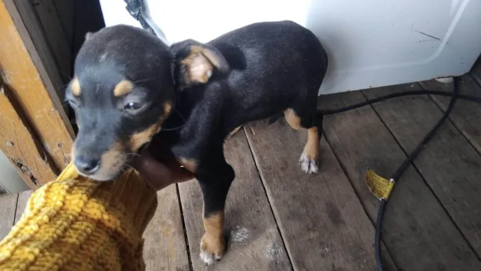 Cachorro ra a Pit-Bull idade 1 ano nome Cachorro