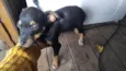 Cachorro