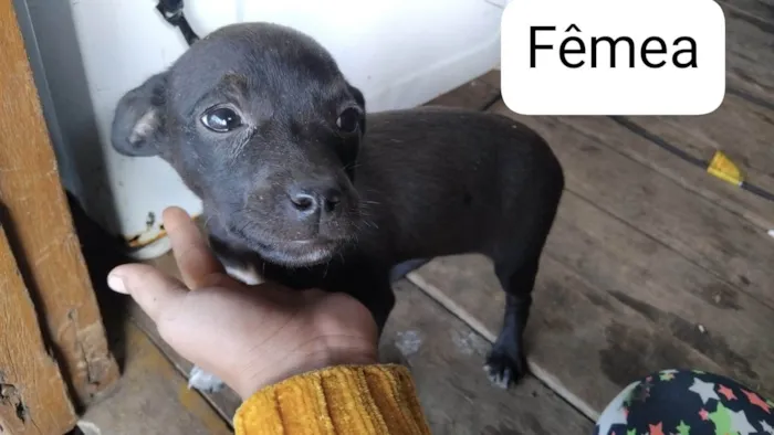 Cachorro ra a Pit-Bull idade 1 ano nome Cachorro