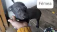Cachorro