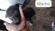 Cachorro