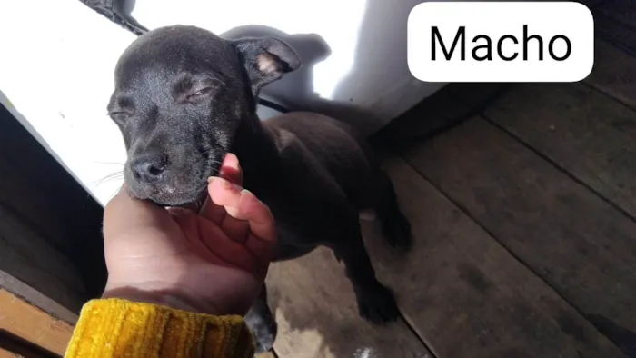 Cachorro ra a Pit-Bull idade 1 ano nome Cachorro