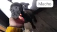 Cachorro