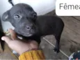 Cachorro