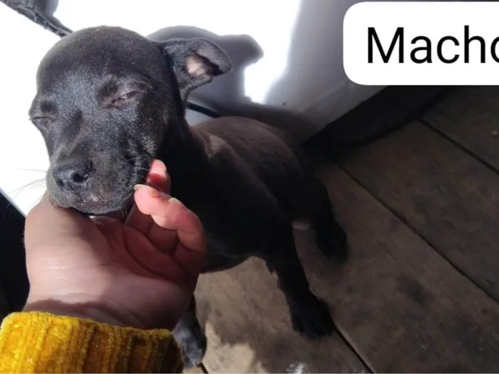 Cachorro ra a Pit-Bull idade 1 ano nome Cachorro