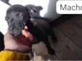 Cachorro