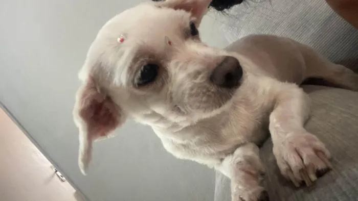 Cachorro ra a Shitzu idade 2 anos nome Ted