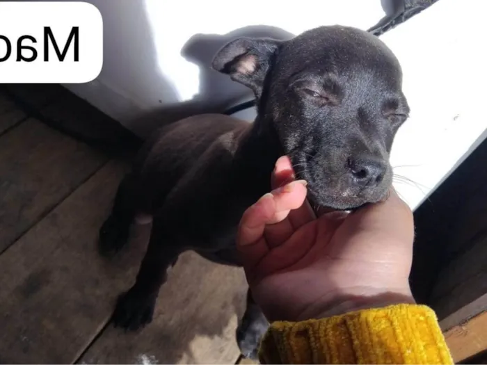 Cachorro ra a Pit-Bull idade 1 ano nome Cachorro