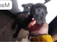 Cachorro
