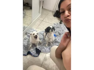Cachorro raça Shitzu idade 2 anos nome Ted