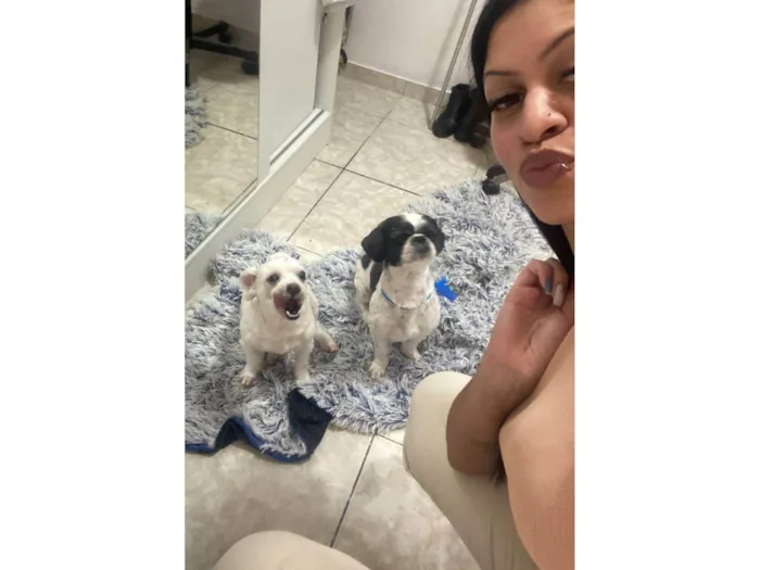 Cachorro ra a Shitzu idade 2 anos nome Ted