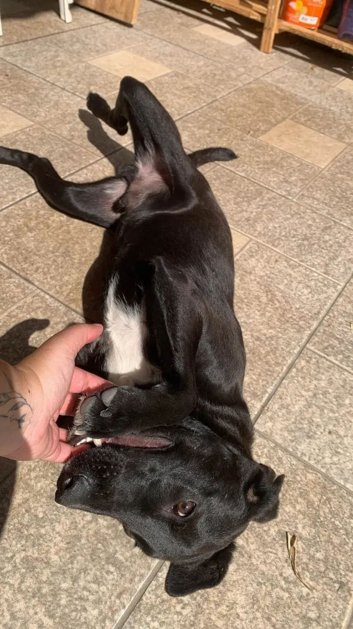 Cachorro ra a SRD-ViraLata idade 1 ano nome Zeca 