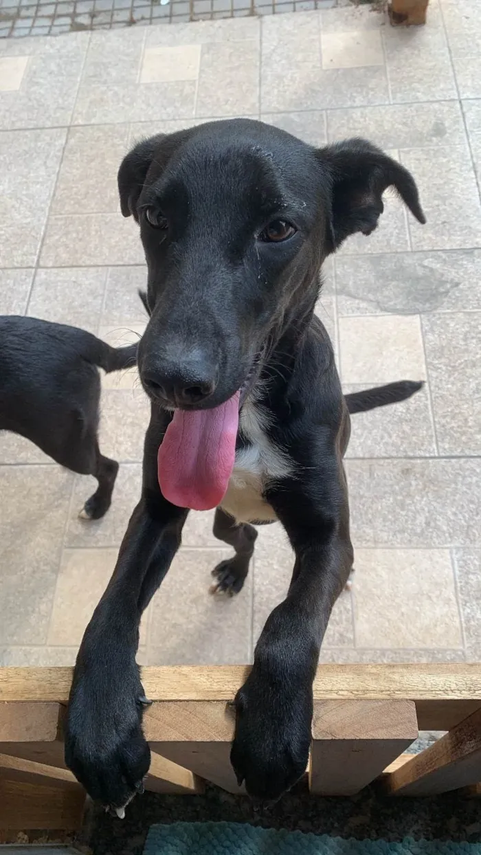 Cachorro ra a SRD-ViraLata idade 1 ano nome Zeca 