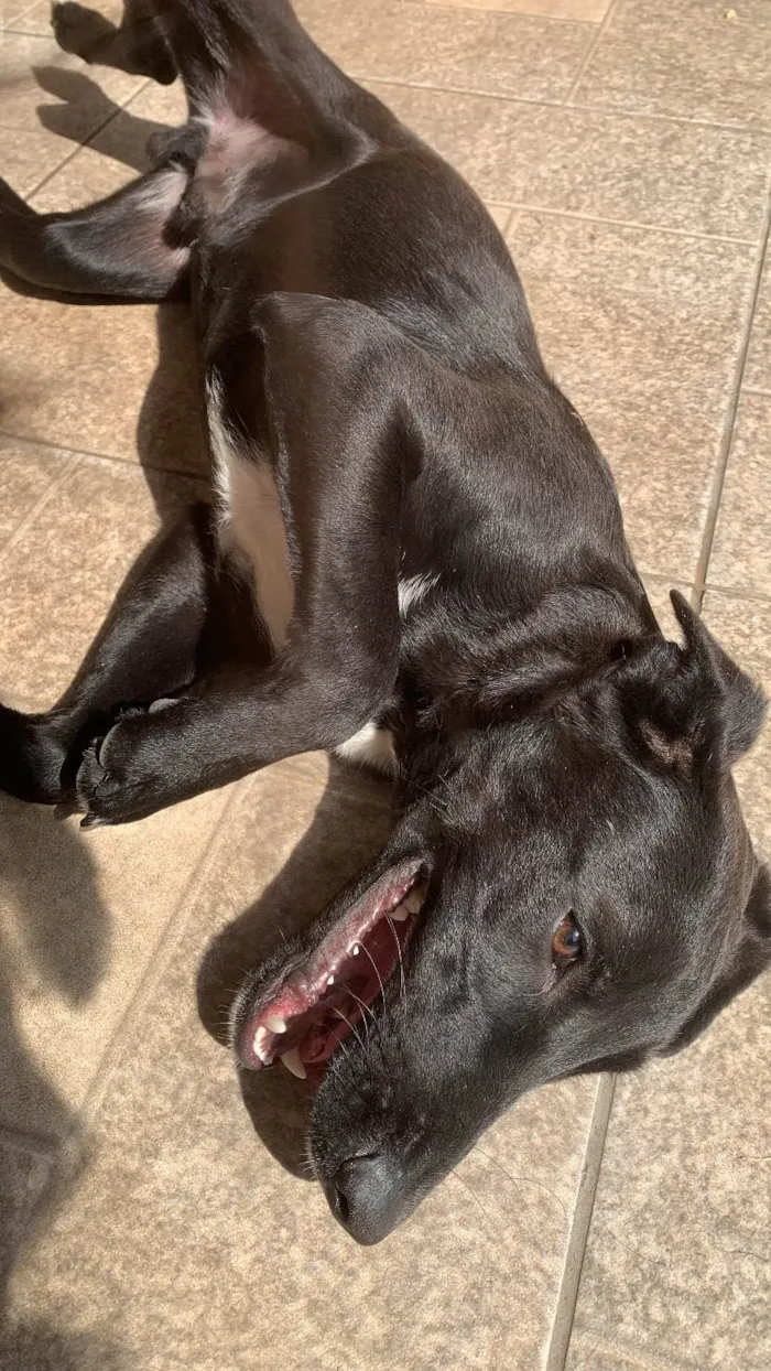 Cachorro ra a SRD-ViraLata idade 1 ano nome Zeca 