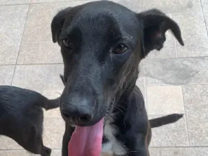 Cachorro raça SRD-ViraLata idade 1 ano nome Zeca 