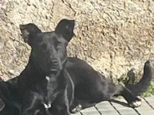 Cachorro raça SRD-ViraLata idade 1 ano nome Nick 