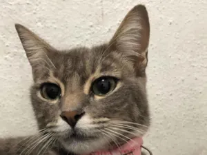 Gato raça SRD-ViraLata idade 1 ano nome Bernadete