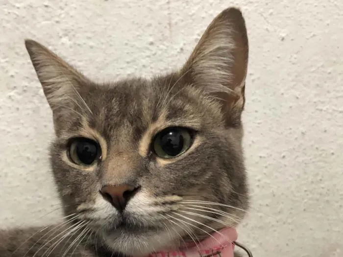 Gato ra a SRD-ViraLata idade 1 ano nome Bernadete