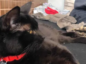 Gato raça SRD-ViraLata idade 7 a 11 meses nome Penny