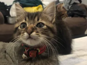 Gato raça SRD-ViraLata idade 2 a 6 meses nome Rufino