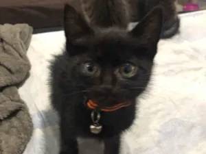 Gato raça SRD-ViraLata idade 2 a 6 meses nome Francisco cisco