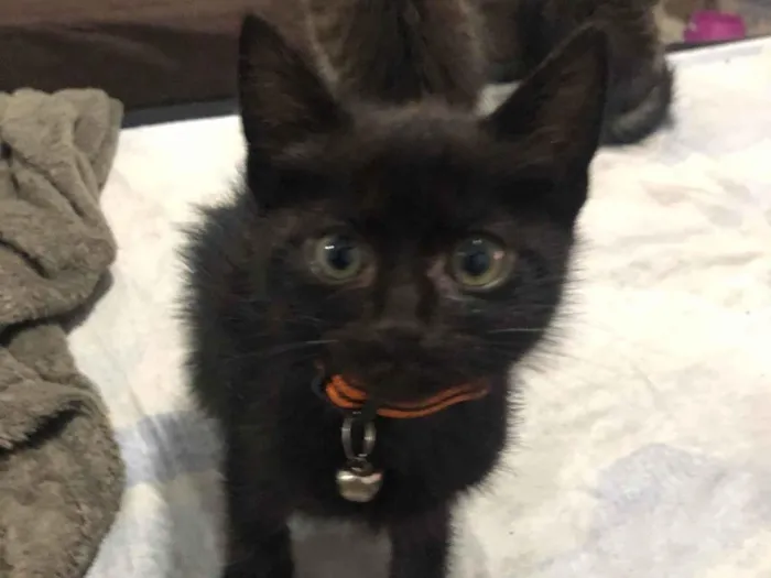 Gato ra a SRD-ViraLata idade 2 a 6 meses nome Francisco cisco