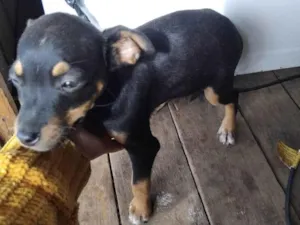 Cachorro raça Pit-Bull idade 1 ano nome Cachorro