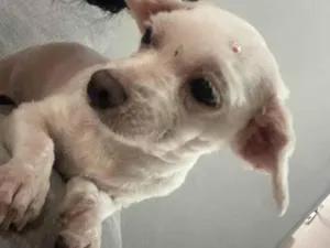 Cachorro raça Shitzu idade 2 anos nome Ted