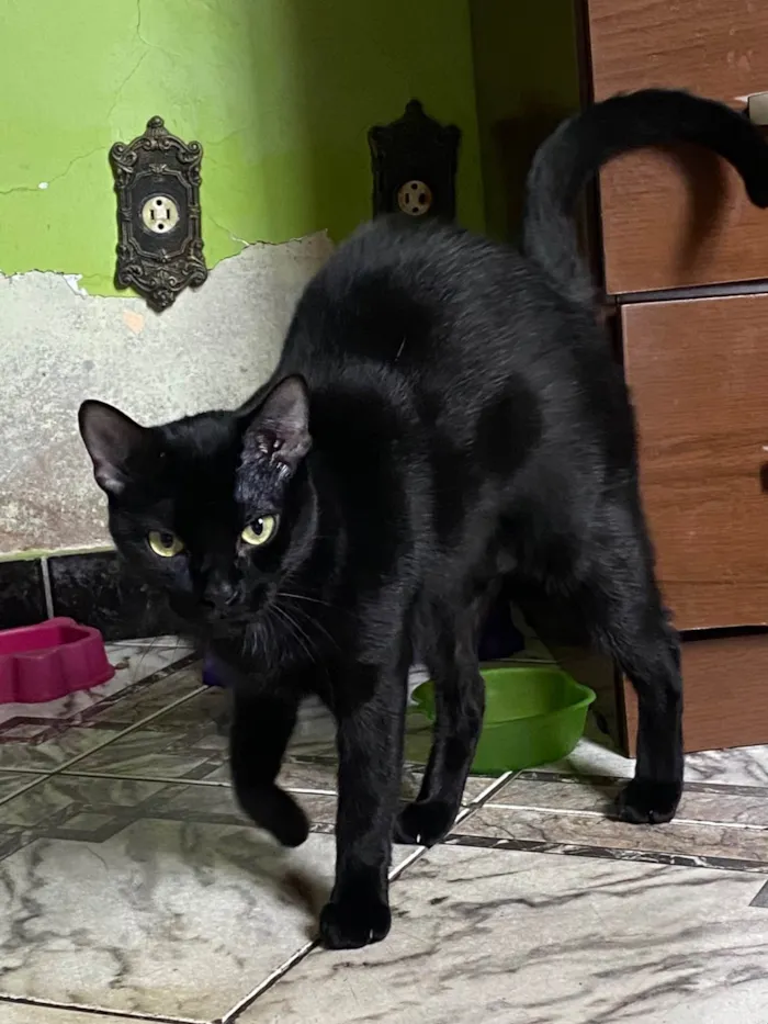 Gato ra a American Shorthair idade 4 anos nome Zullie