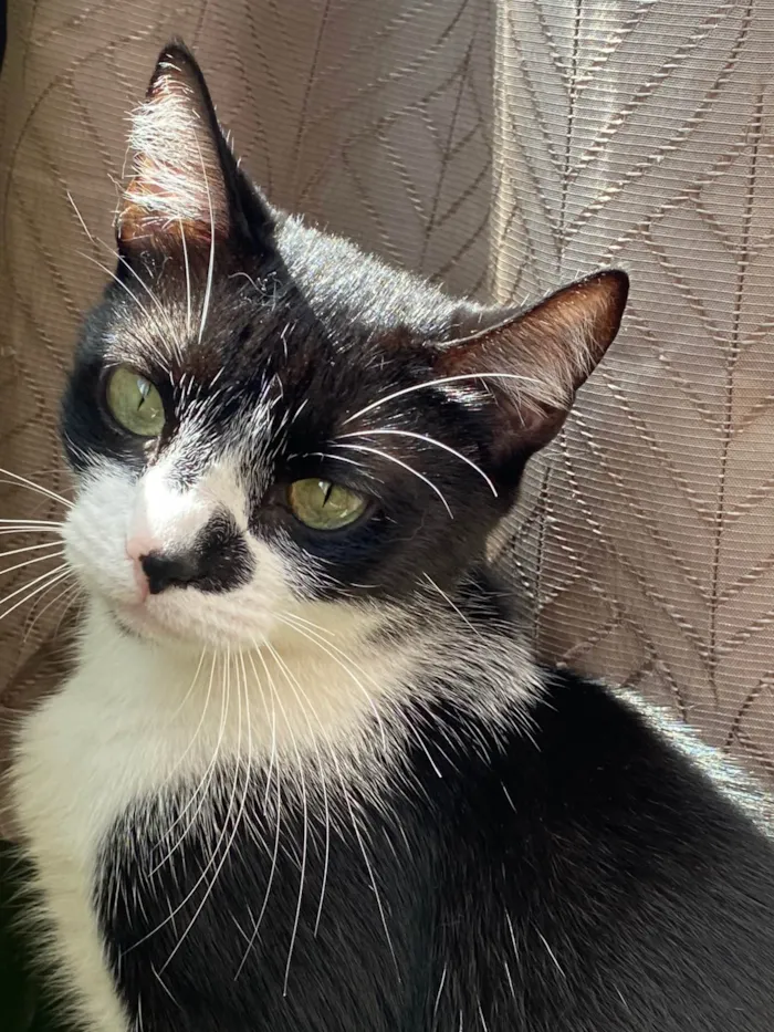 Gato ra a American Shorthair idade 4 anos nome Mayla