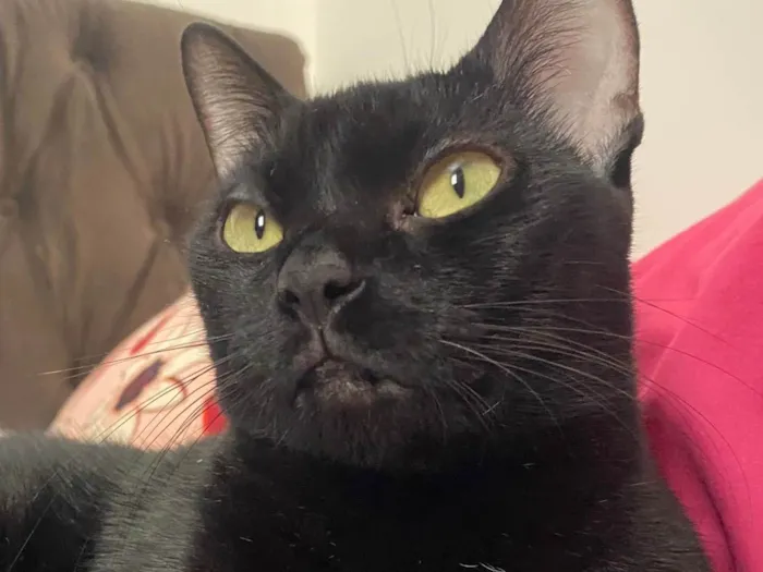 Gato ra a American Shorthair idade 4 anos nome Zullie