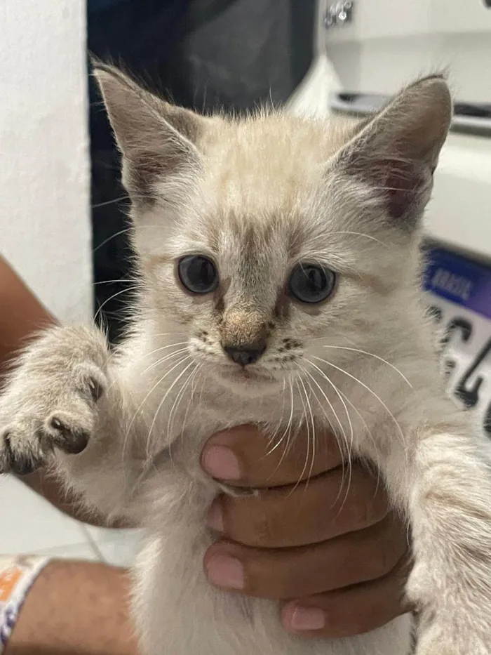 Gato ra a Siamês idade 2 a 6 meses nome Não tem 