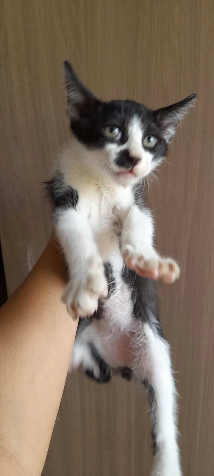 Cachorro ra a SRD-ViraLata idade 2 a 6 meses nome Tutu