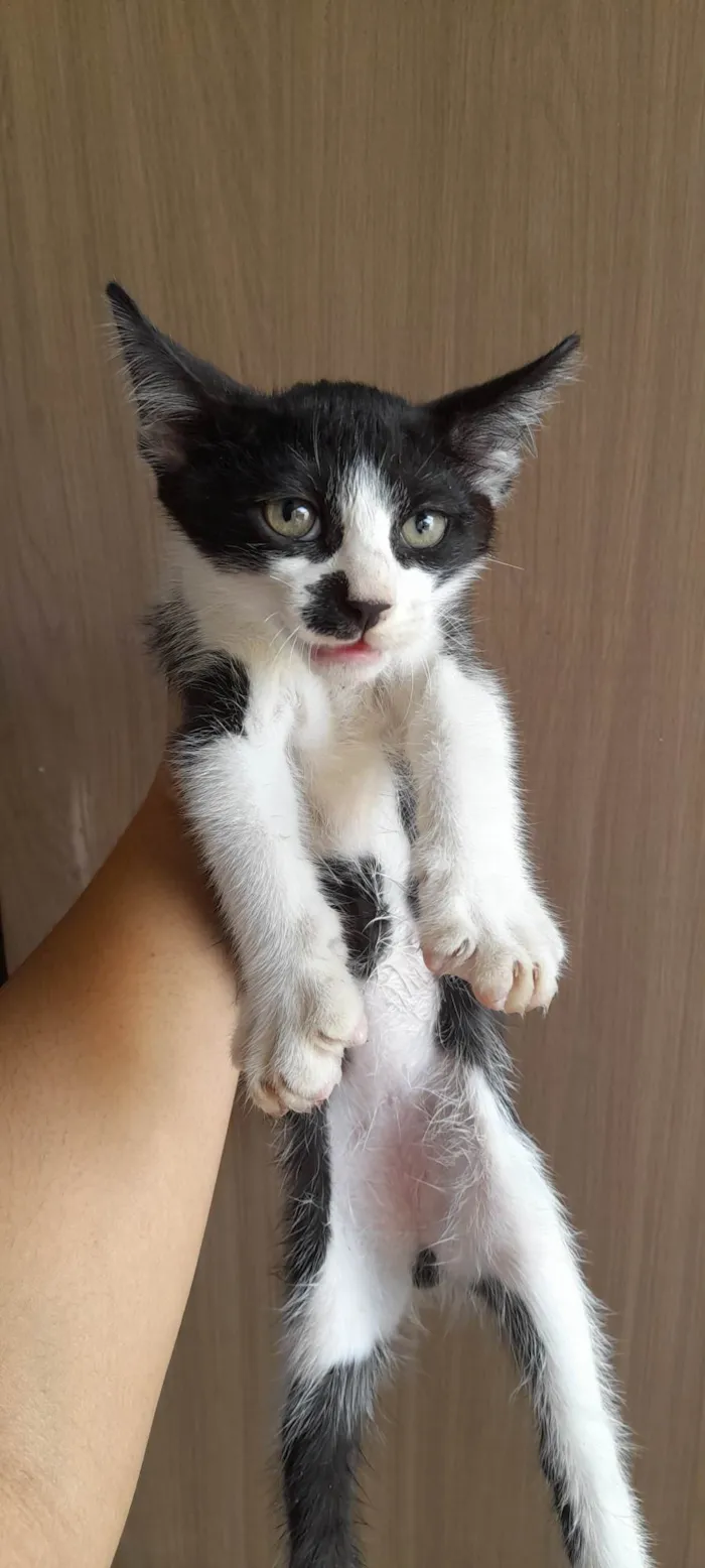 Cachorro ra a SRD-ViraLata idade 2 a 6 meses nome Tutu