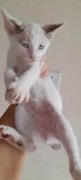 Tutu