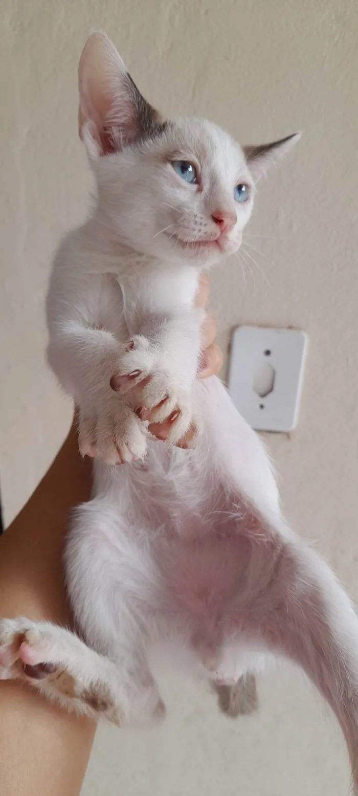 Cachorro ra a SRD-ViraLata idade 2 a 6 meses nome Tutu