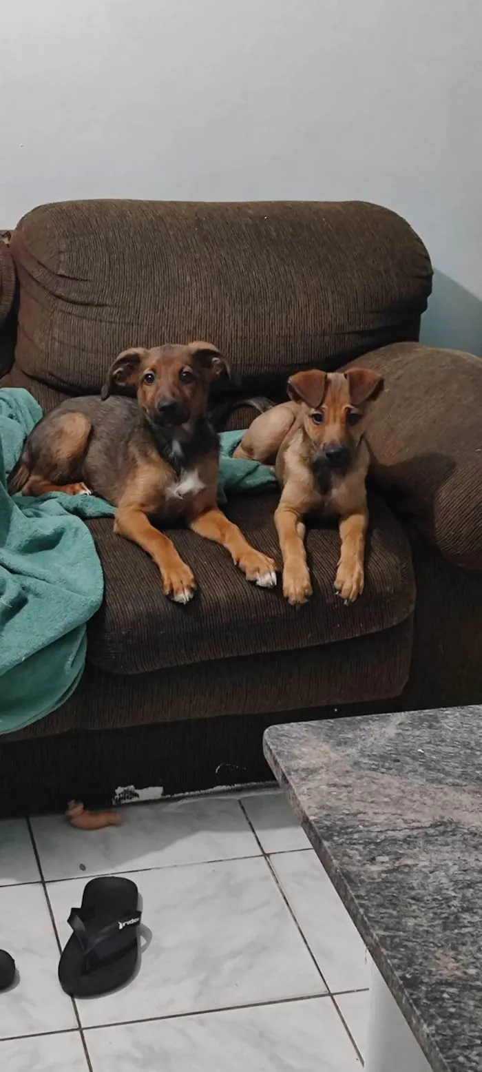 Cachorro ra a SRD-ViraLata idade 2 a 6 meses nome Max e Bidu 