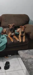 Max e Bidu